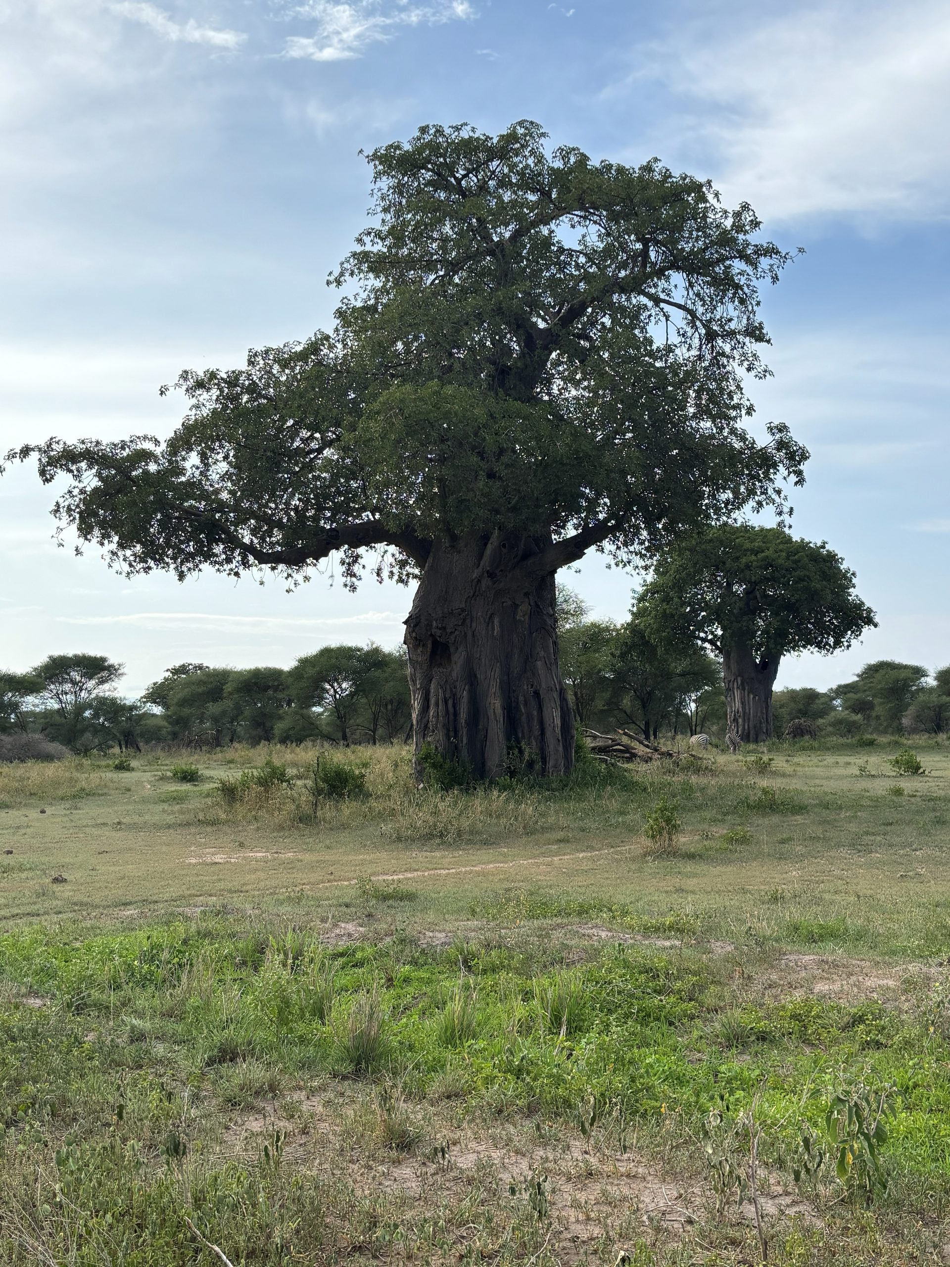 Ancient baobab tree standing alone in the Tarangire savanna